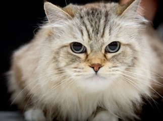 chat Ragamuffin